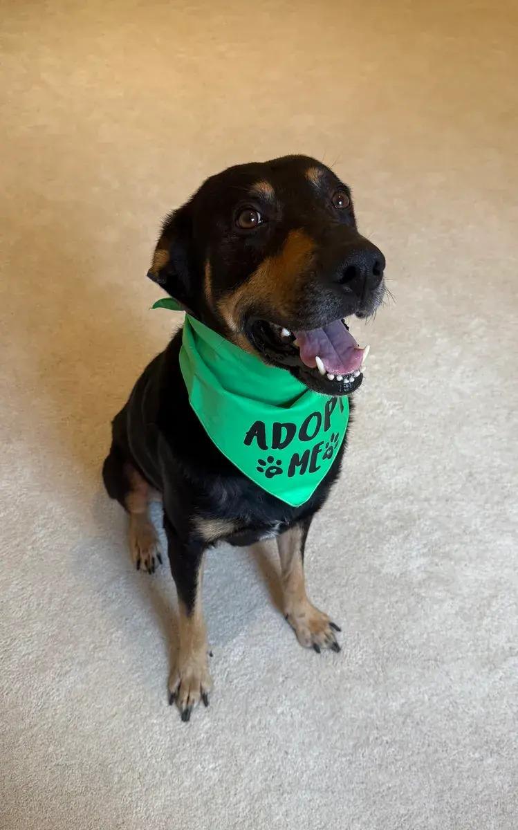 Enlarge Damon, a ADOPTABLE mixed breed in Polk, OH image 3/4