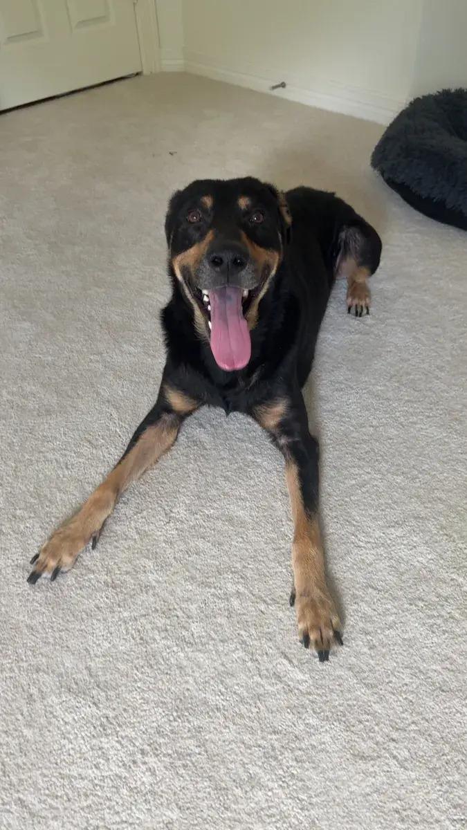 Enlarge Damon, a ADOPTABLE mixed breed in Polk, OH image 2/4