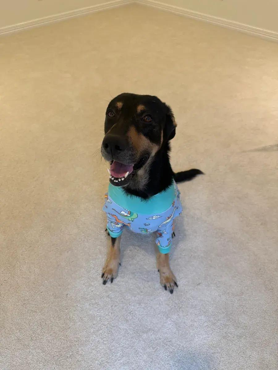 Damon, ADOPTABLE, Adult Male Rottweiler.