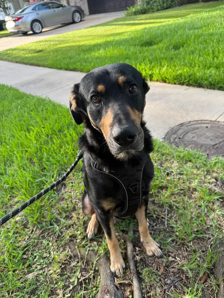 Enlarge Damon, a ADOPTABLE mixed breed in Polk, OH image 4/4