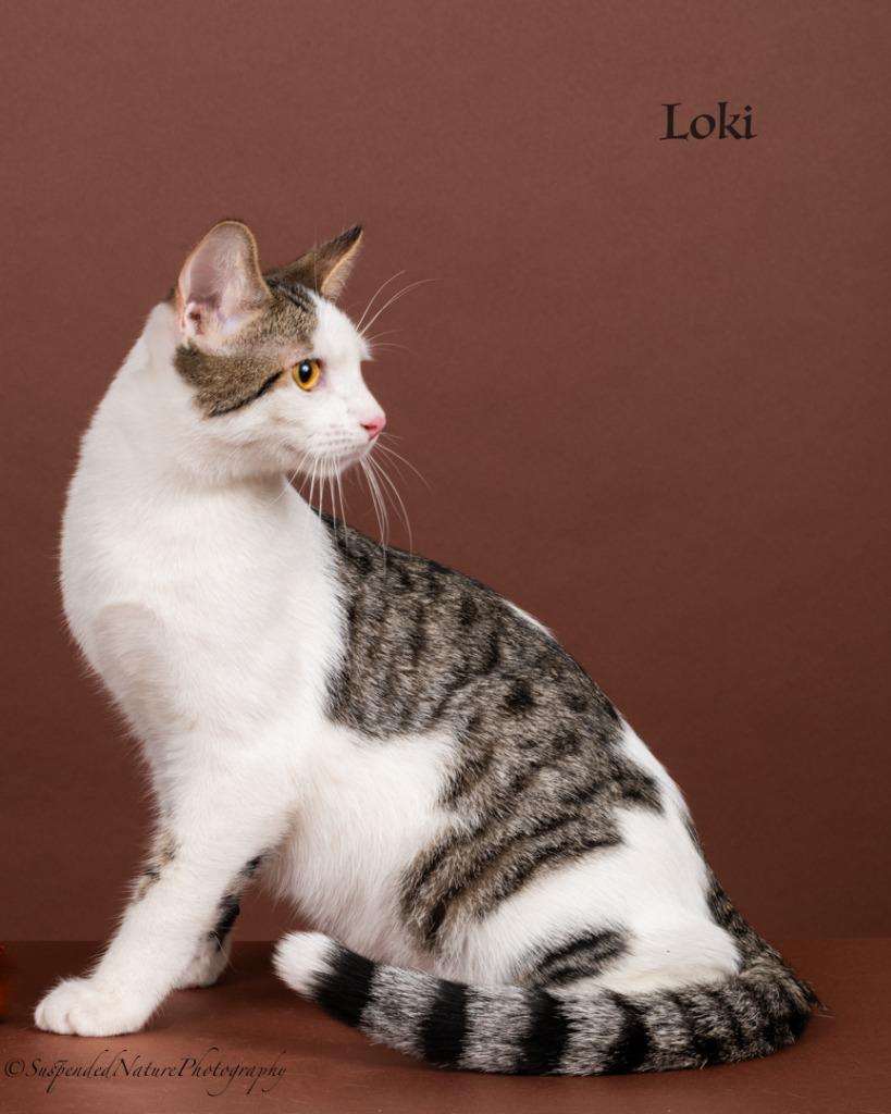 Loki, Adoptable, Young Male Domestic Short Hair.