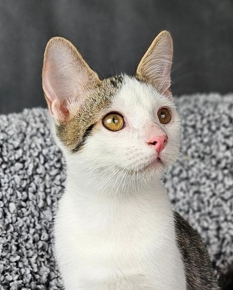 Loki, Adoptable, Young Male Domestic Short Hair.