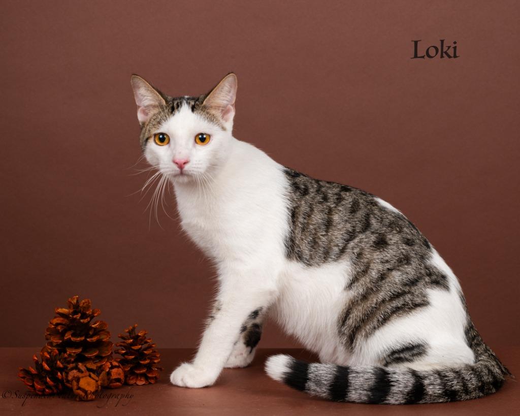 Enlarge Loki, a Adoptable mixed breed in San Jacinto, CA image 4/5