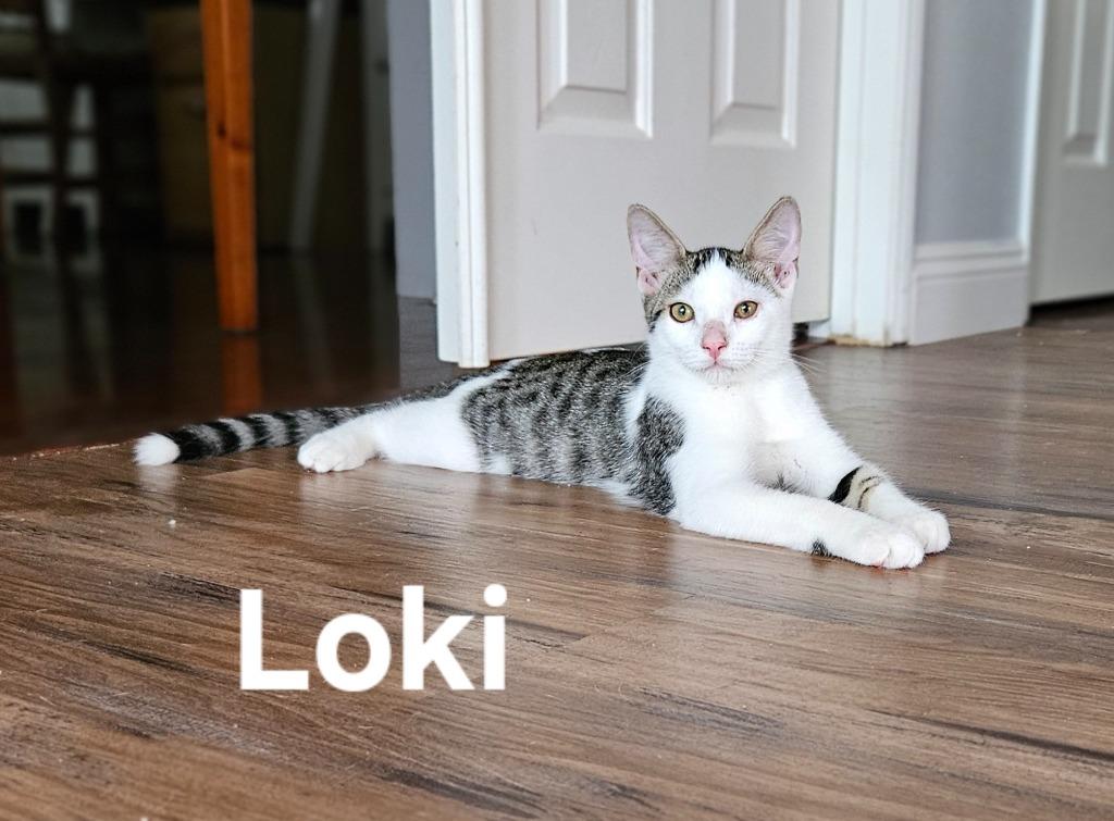 Enlarge Loki, a Adoptable mixed breed in San Jacinto, CA image 3/5