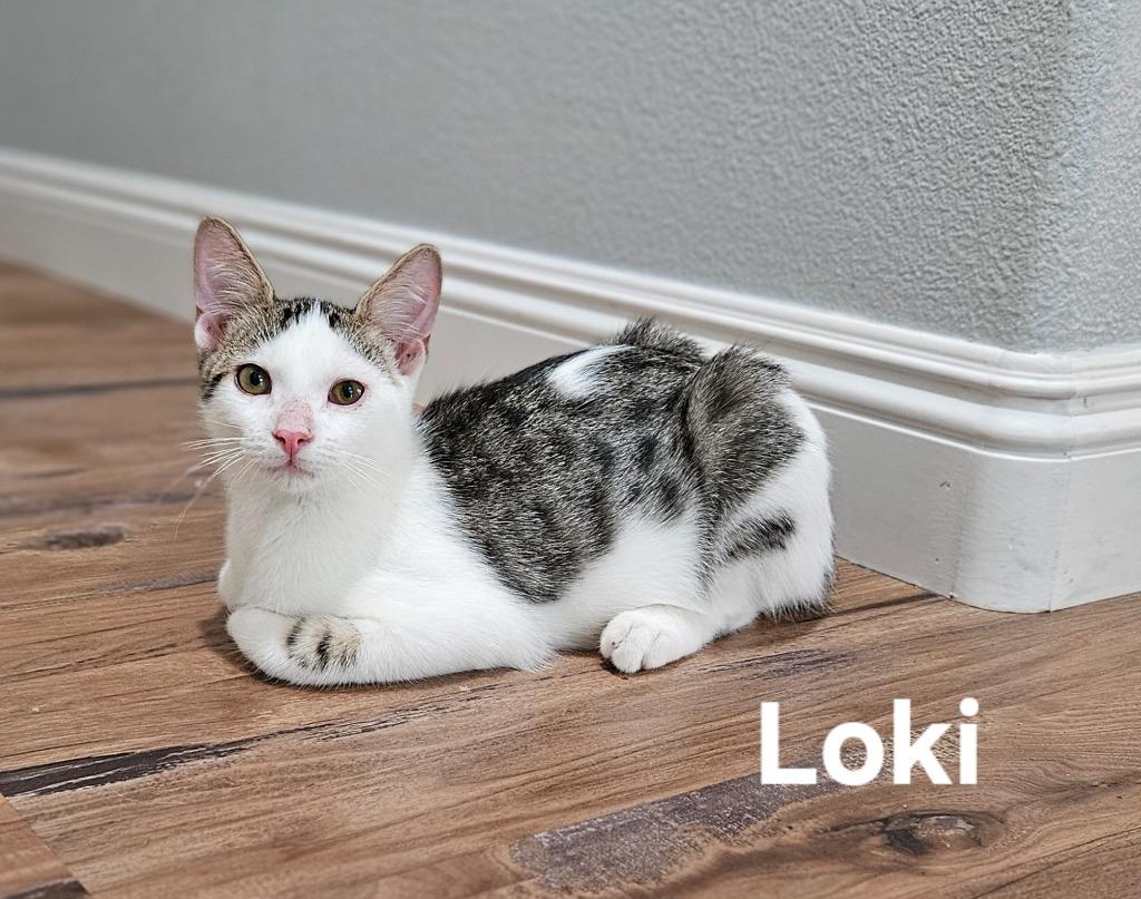 Enlarge Loki, a Adoptable mixed breed in San Jacinto, CA image 4/5