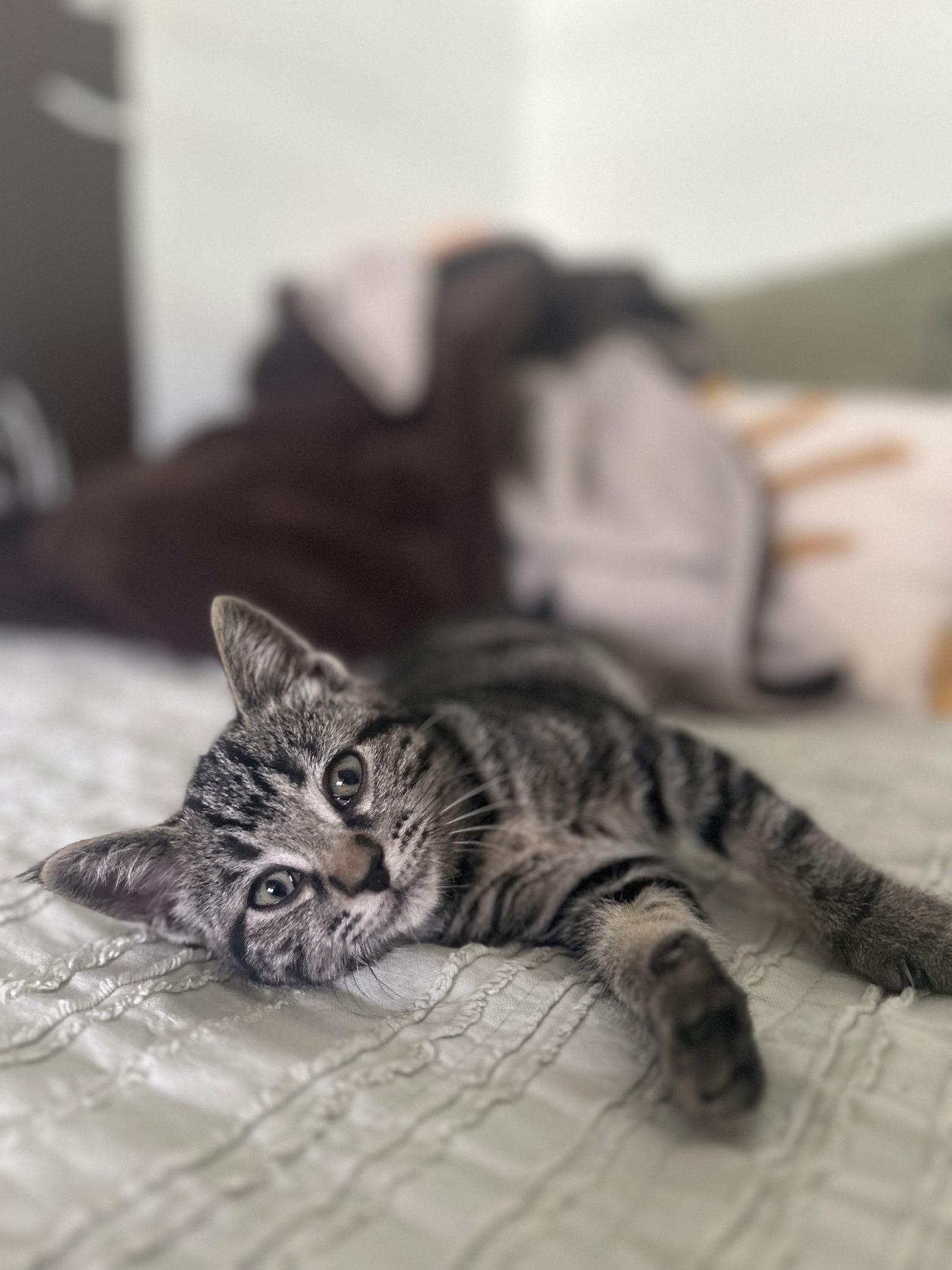 Marjoram, Adoptable, Kitten Female Domestic Short Hair.