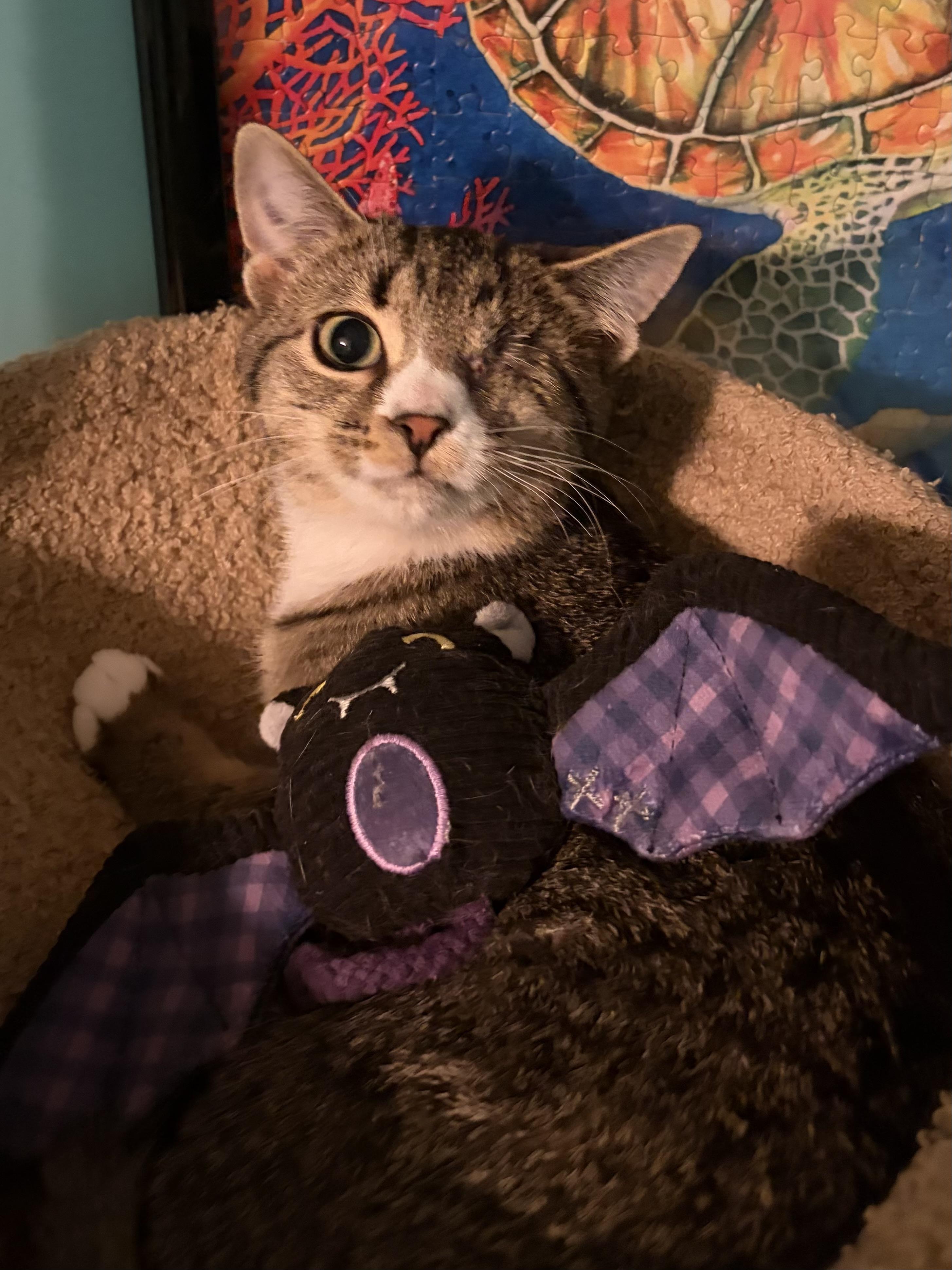 Enlarge Winky & Minky, a Adoptable Domestic Short Hair in Andover, CT image 6/6