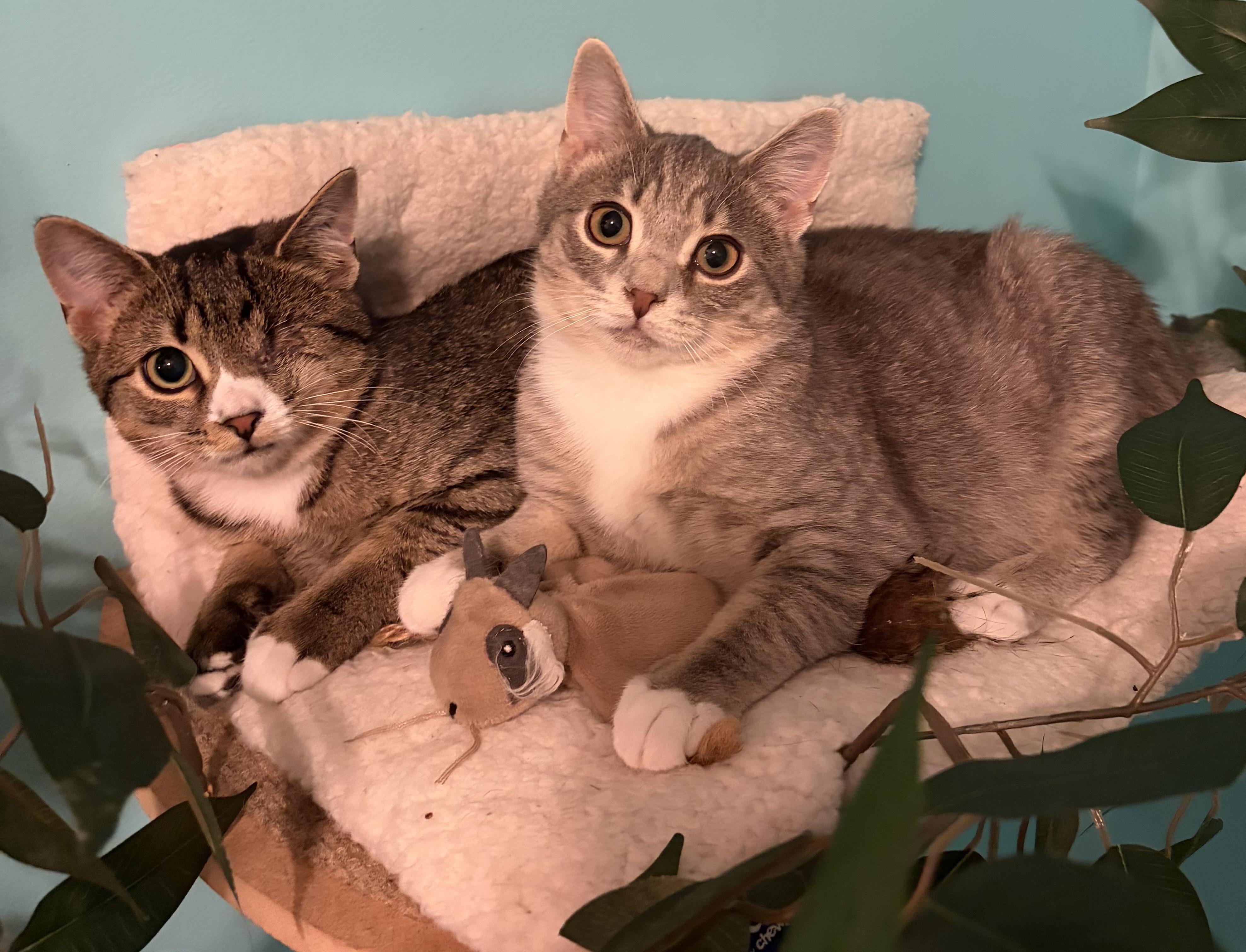 Enlarge Winky & Minky, a Adoptable Domestic Short Hair in Andover, CT image 5/6