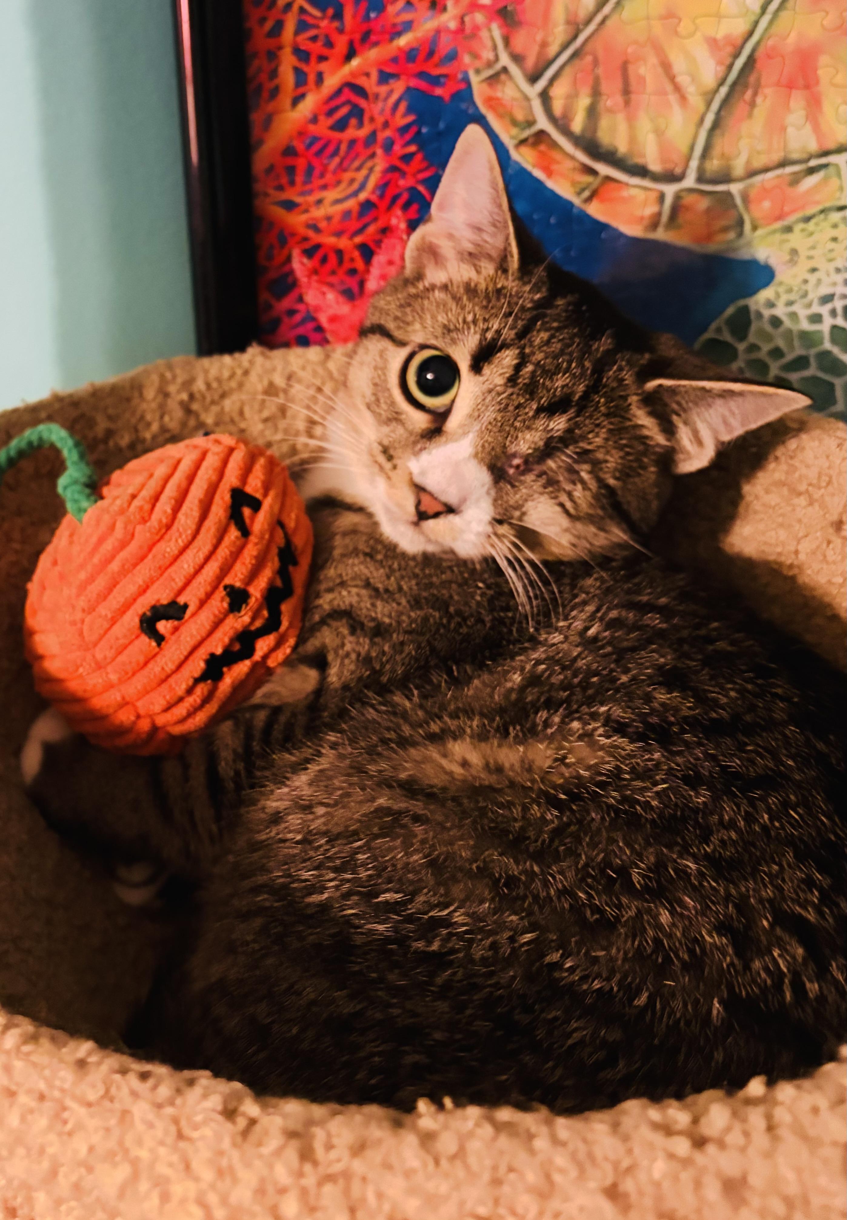 Winky & Minky, Adoptable, Kitten Female Domestic Short Hair.