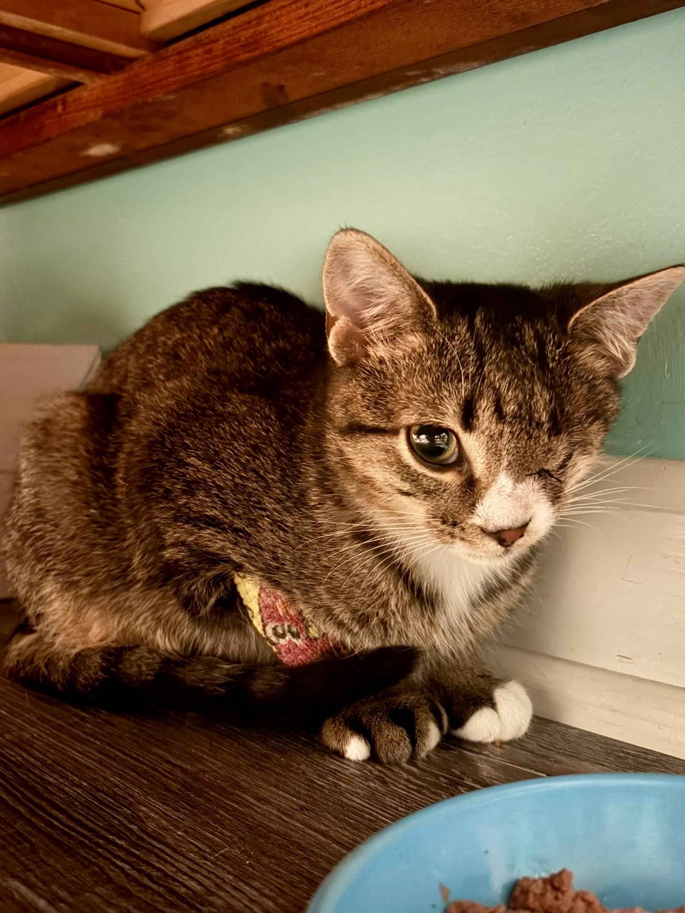 Enlarge Winky & Minky, a Adoptable Domestic Short Hair in Andover, CT image 2/6