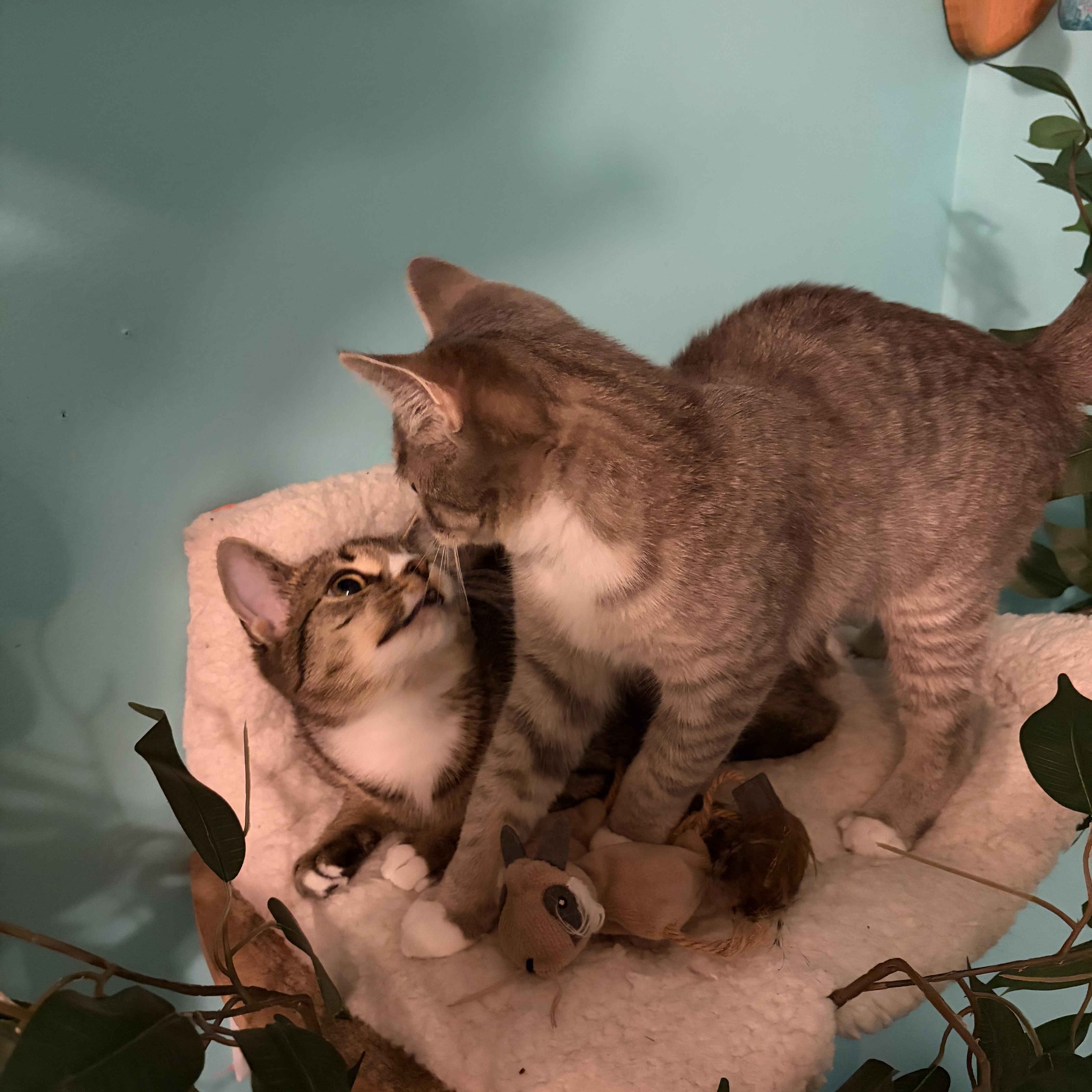 Enlarge Winky & Minky, a Adoptable Domestic Short Hair in Andover, CT image 4/6