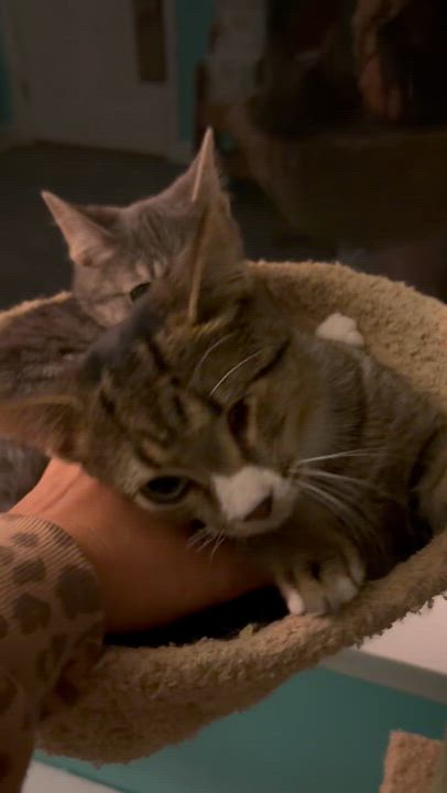 Enlarge Winky & Minky, a Adoptable Domestic Short Hair in Andover, CT video 3/6