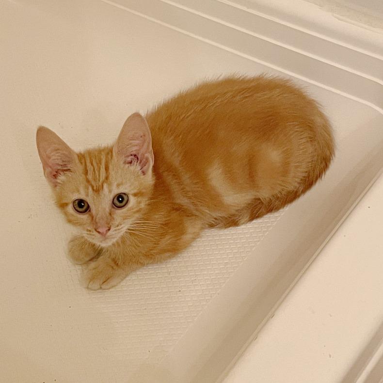 Penne, a Adoptable Domestic Short Hair in Potomac, MD image 1/3