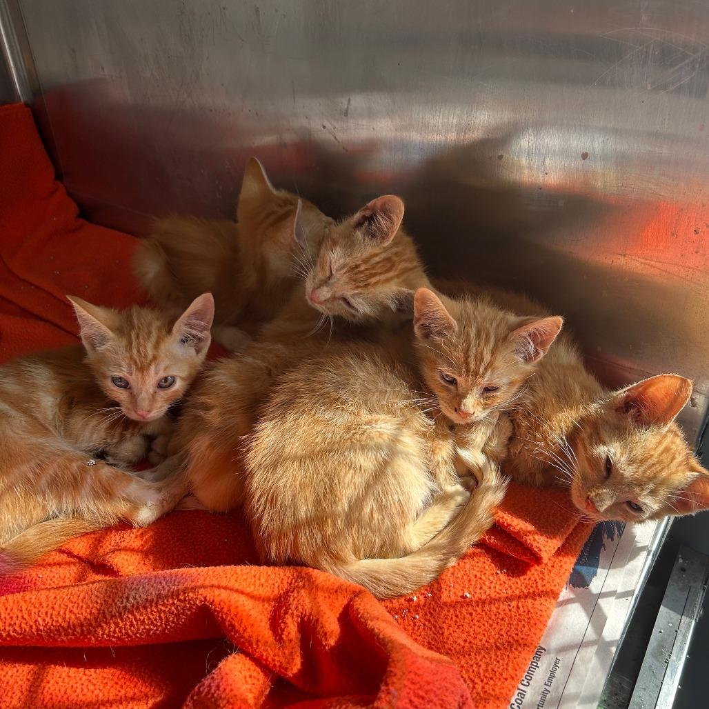 Penne, a Adoptable Domestic Short Hair in Potomac, MD image 2/3