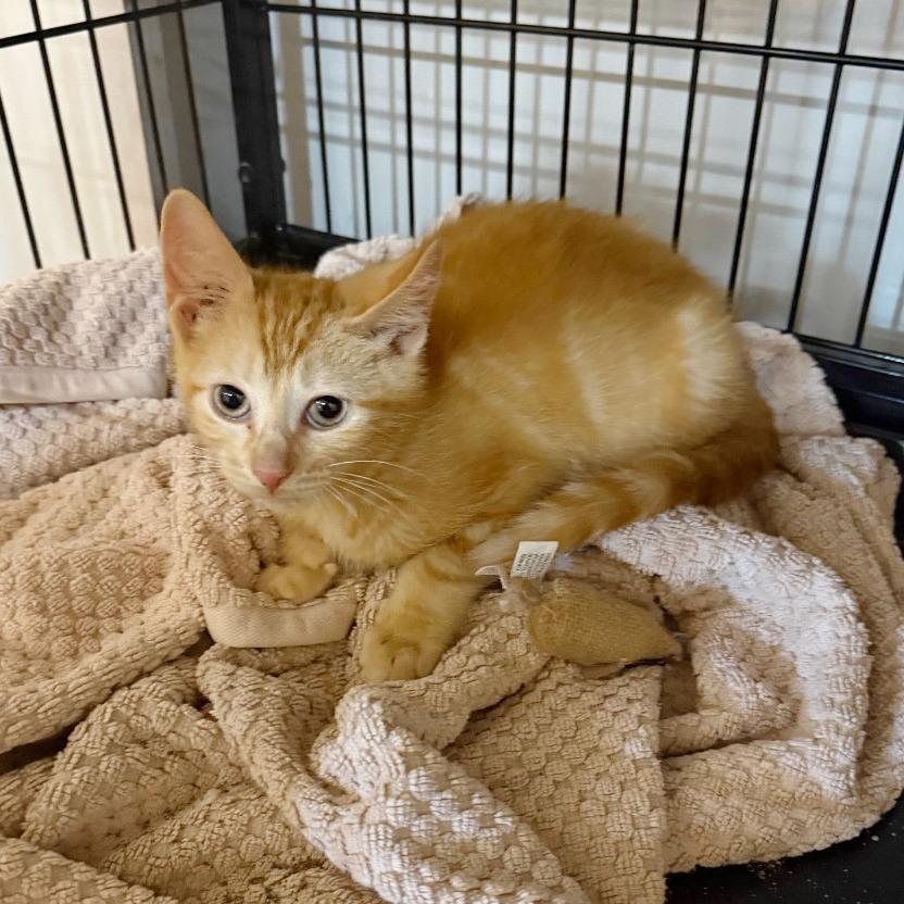 Penne, a Adoptable Domestic Short Hair in Potomac, MD image 3/3