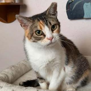 Kallie, Adoptable, Adult Female Domestic Short Hair.