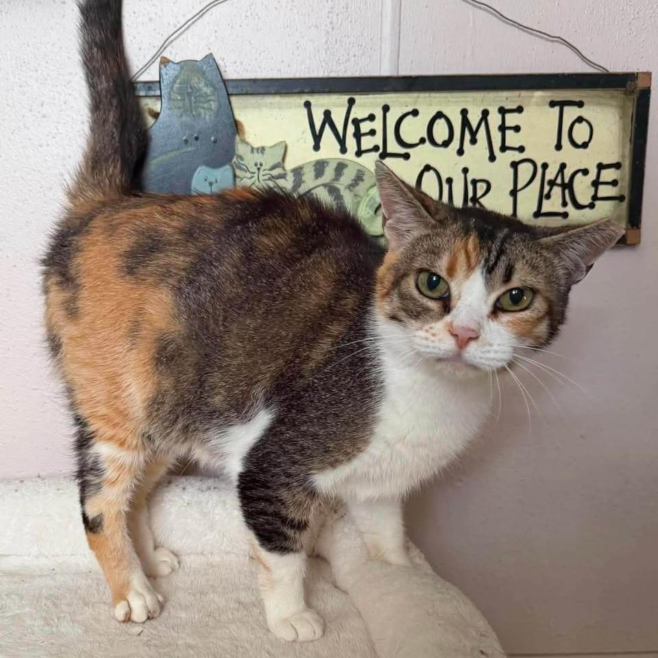 Enlarge Kallie, a Adoptable Domestic Short Hair in Madison, WI image 2/6