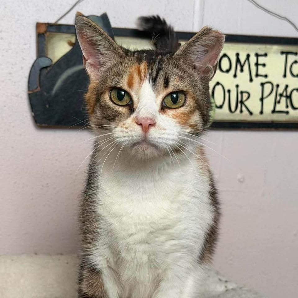 Enlarge Kallie, a Adoptable Domestic Short Hair in Madison, WI image 3/6