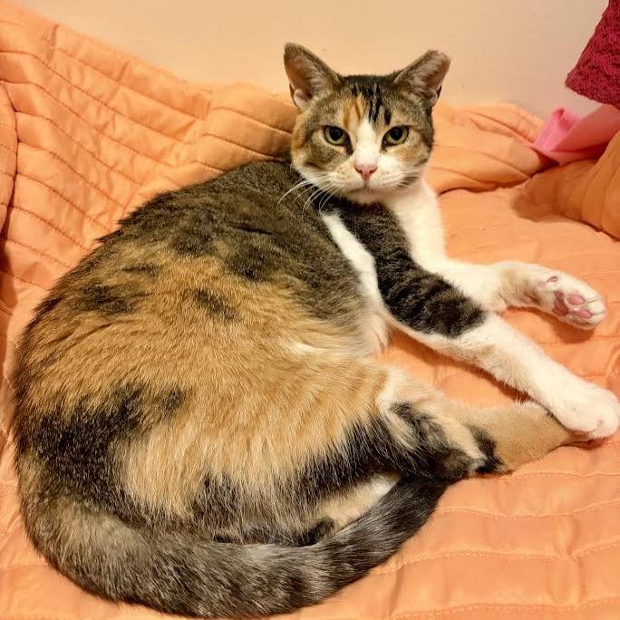 Enlarge Kallie, a Adoptable Domestic Short Hair in Madison, WI image 4/6