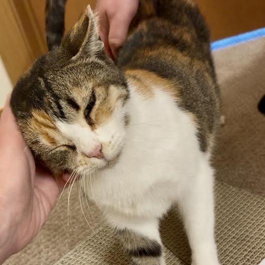 Enlarge Kallie, a Adoptable Domestic Short Hair in Madison, WI image 5/6