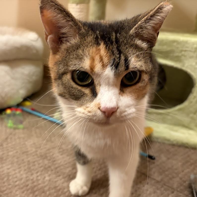Enlarge Kallie, a Adoptable Domestic Short Hair in Madison, WI image 6/6