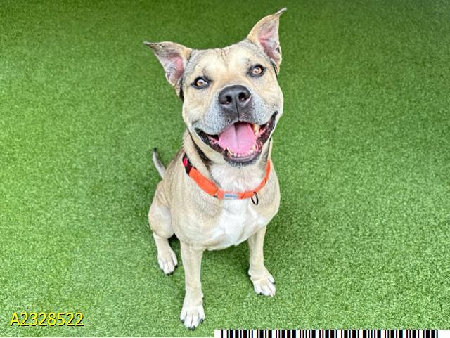 NAAN, Adoptable, Adult Male Mixed Breed.
