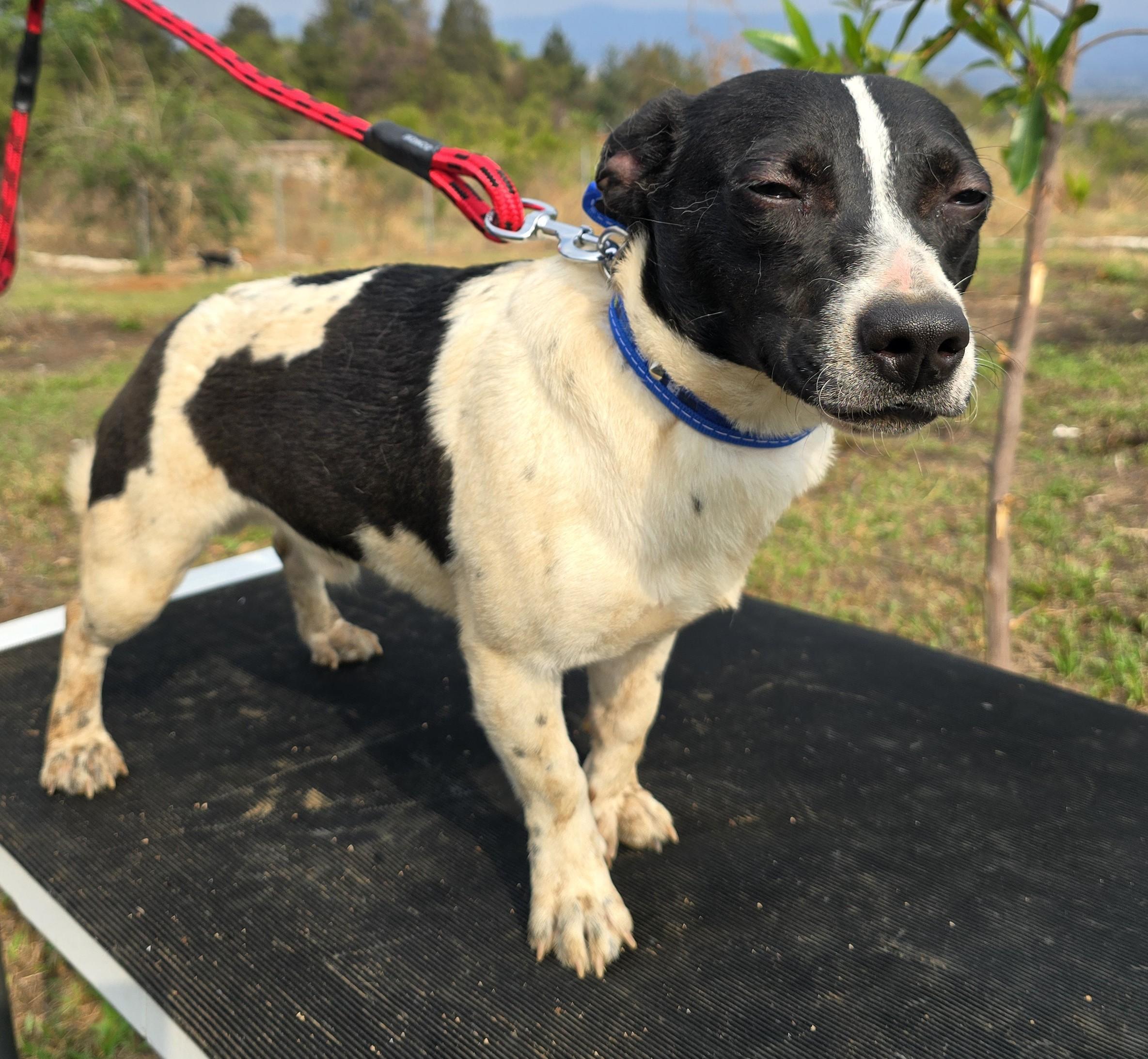 Billy, ADOPTABLE, Young Male Jack Russell Terrier & Corgi.