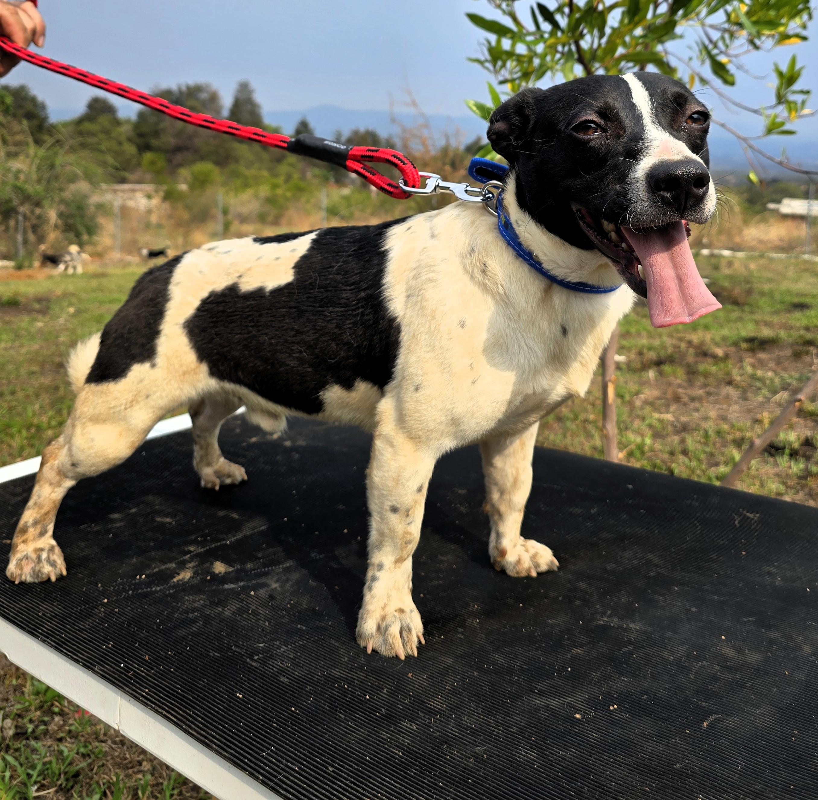 Billy, a ADOPTABLE mixed breed in San Francisco, CA image 2/2