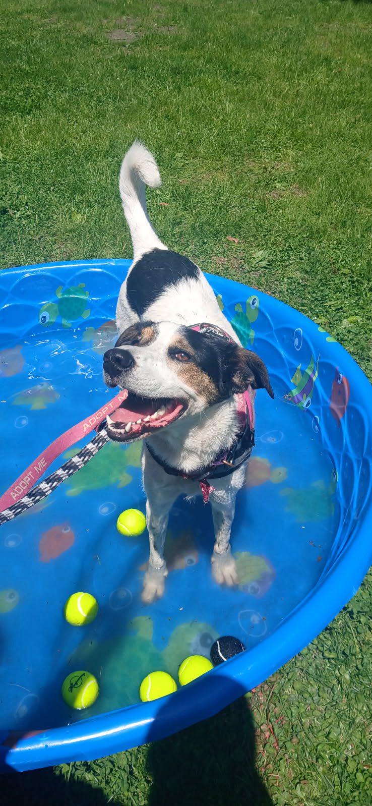 Missy, a Adoptable mixed breed in Warrenville, IL image 2/5