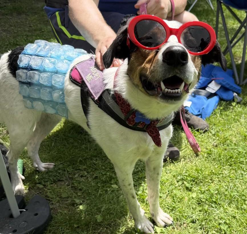 Missy, Adoptable, Adult Female Australian Cattle Dog / Blue Heeler.