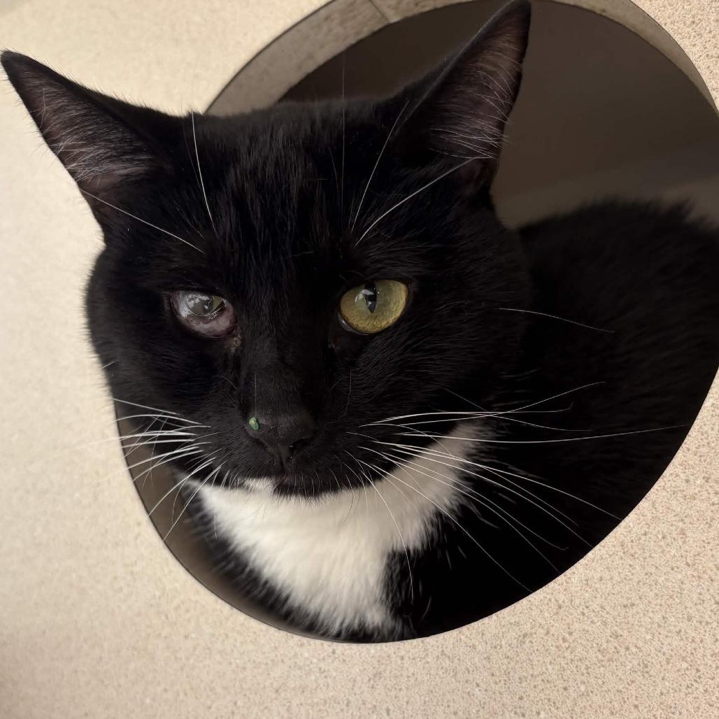 Enlarge Figgy (Lola), a Adoptable mixed breed in Gloucester, VA image 1/2