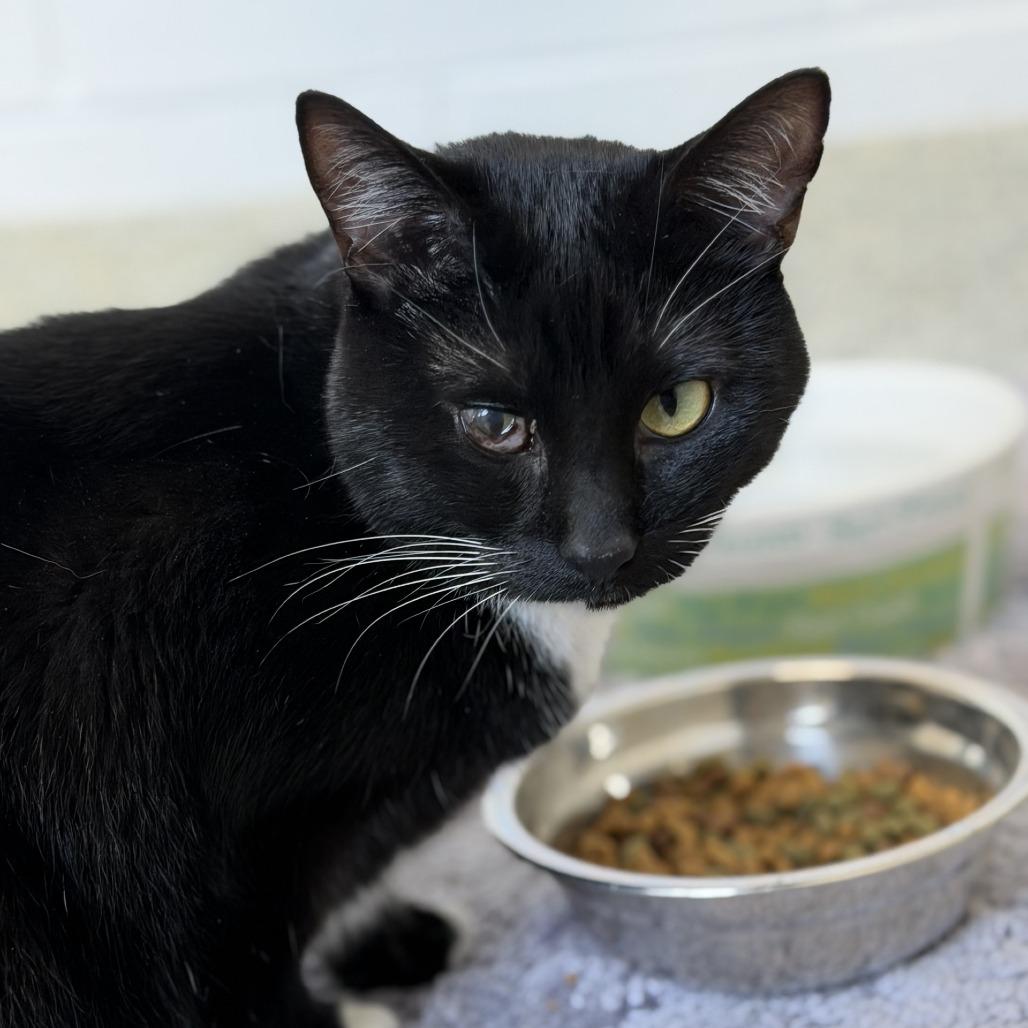 Enlarge Figgy (Lola), a Adoptable mixed breed in Gloucester, VA image 2/2