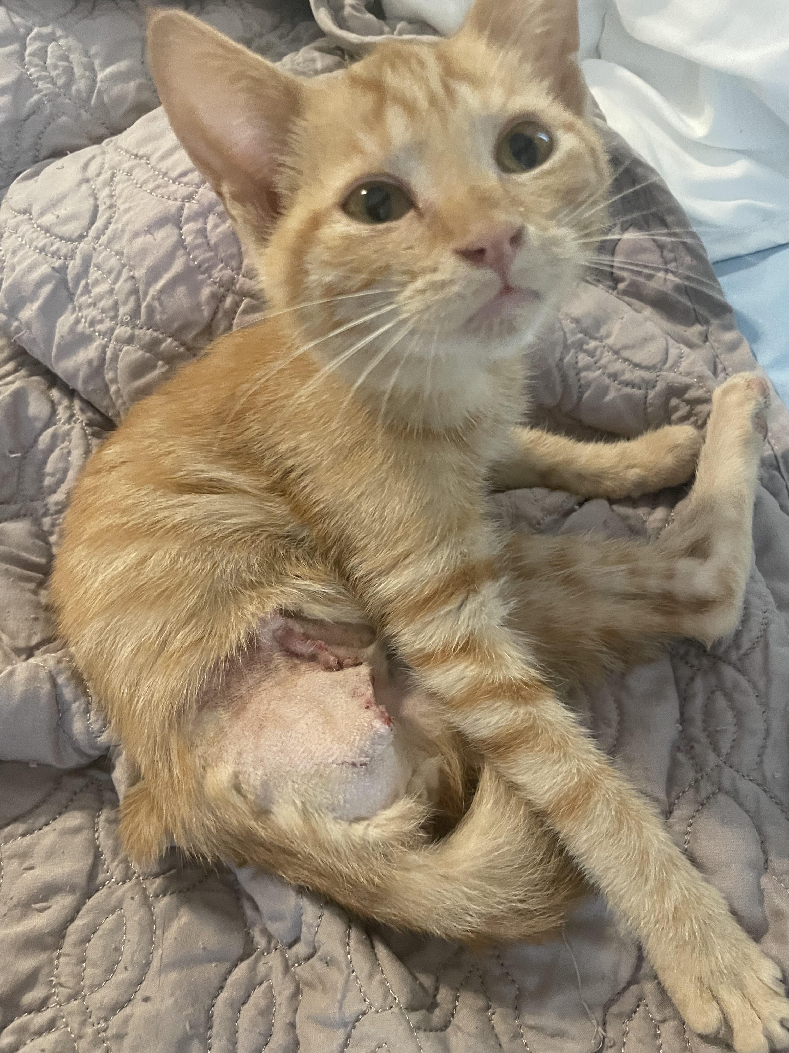 Henrietta, Adopted, Young Female Domestic Short Hair.