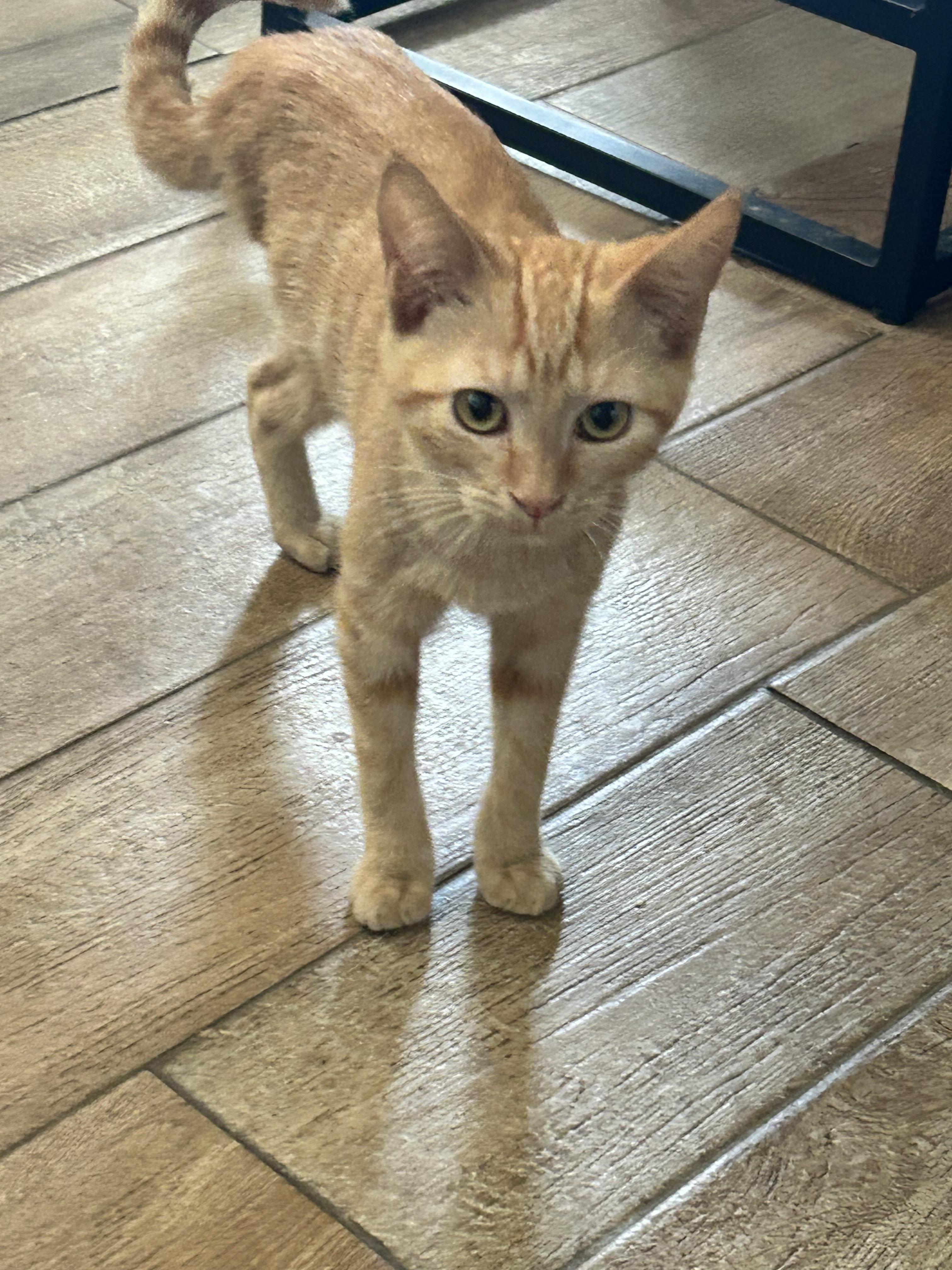 Henrietta, Adopted, Young Female Domestic Short Hair.