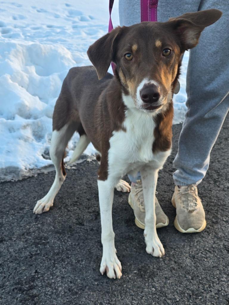 Syrelle, Adoptable, Young Female Border Collie.