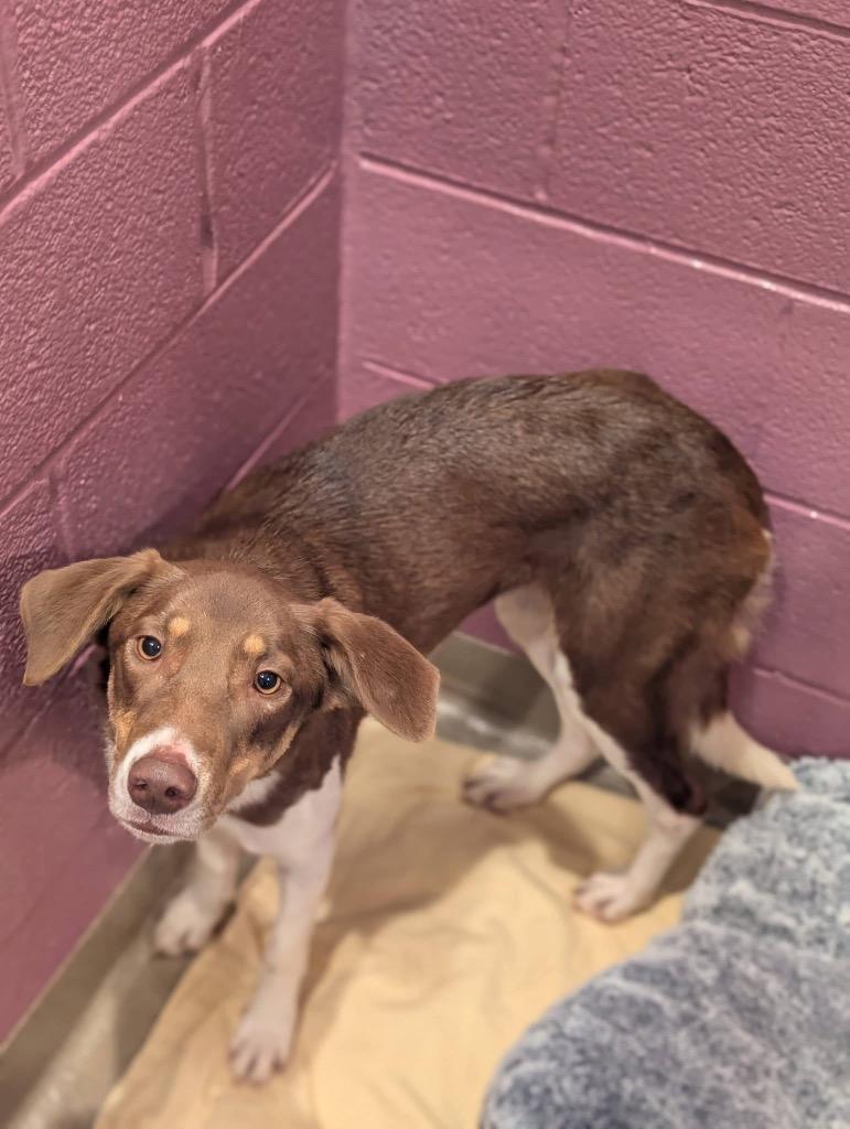 Enlarge Syrelle, a Adoptable mixed breed in North Syracuse, NY image 2/6