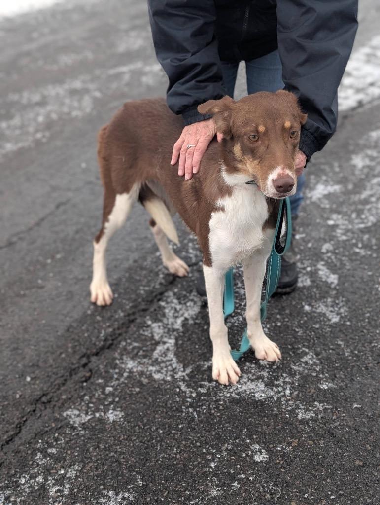Enlarge Syrelle, a Adoptable mixed breed in North Syracuse, NY image 3/6