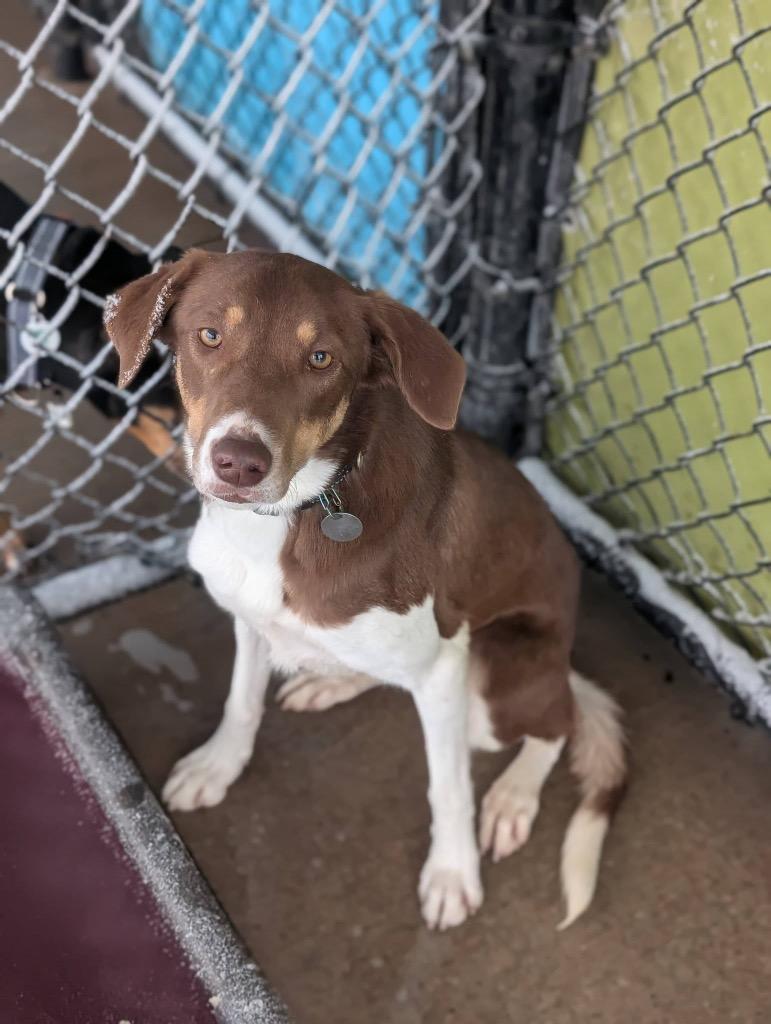 Enlarge Syrelle, a Adoptable mixed breed in North Syracuse, NY image 4/6