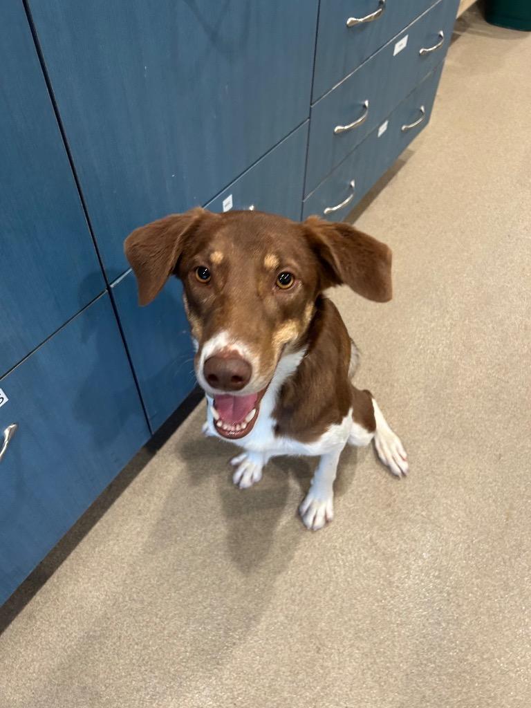 Enlarge Syrelle, a Adoptable mixed breed in North Syracuse, NY image 5/6