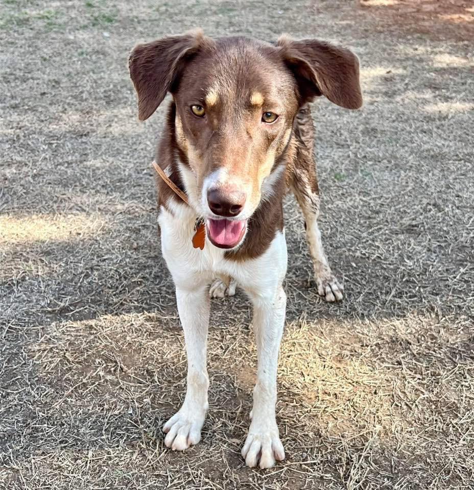 Enlarge Syrelle, a Adoptable mixed breed in North Syracuse, NY image 6/6