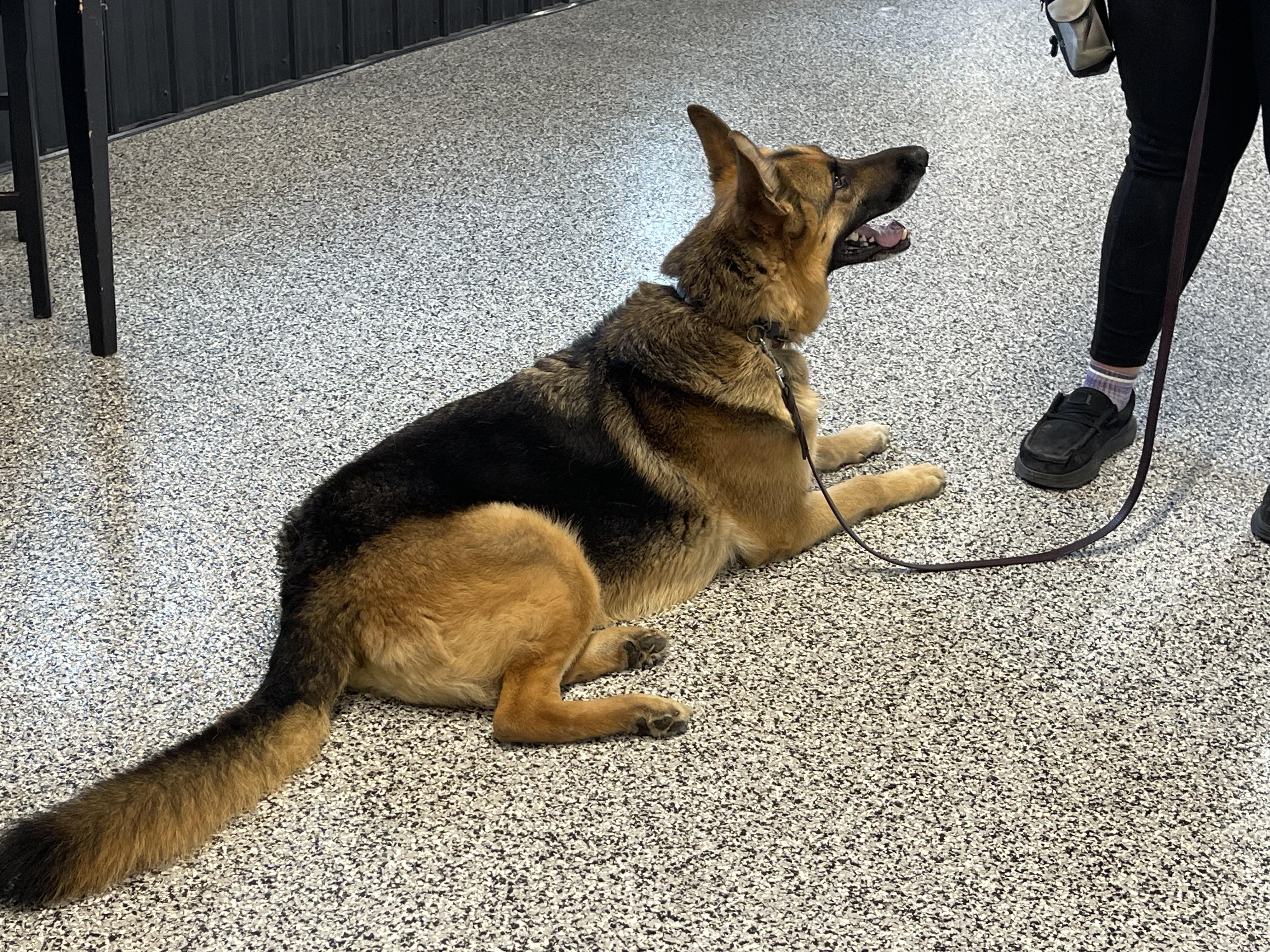 River, a Adopted German Shepherd Dog in POCOMOKE CITY, MD image 2/3