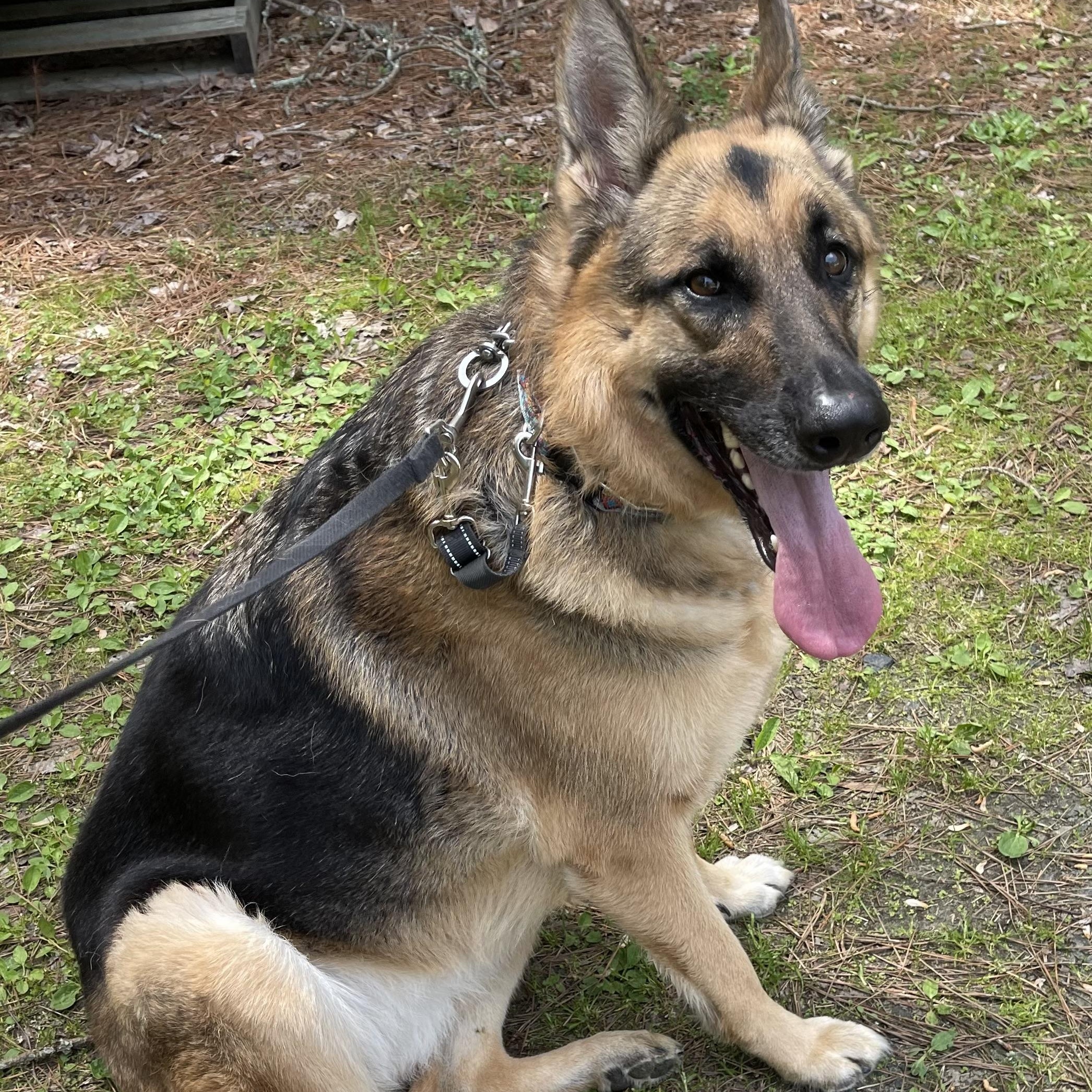 River, Adopted, Adult Female German Shepherd Dog.