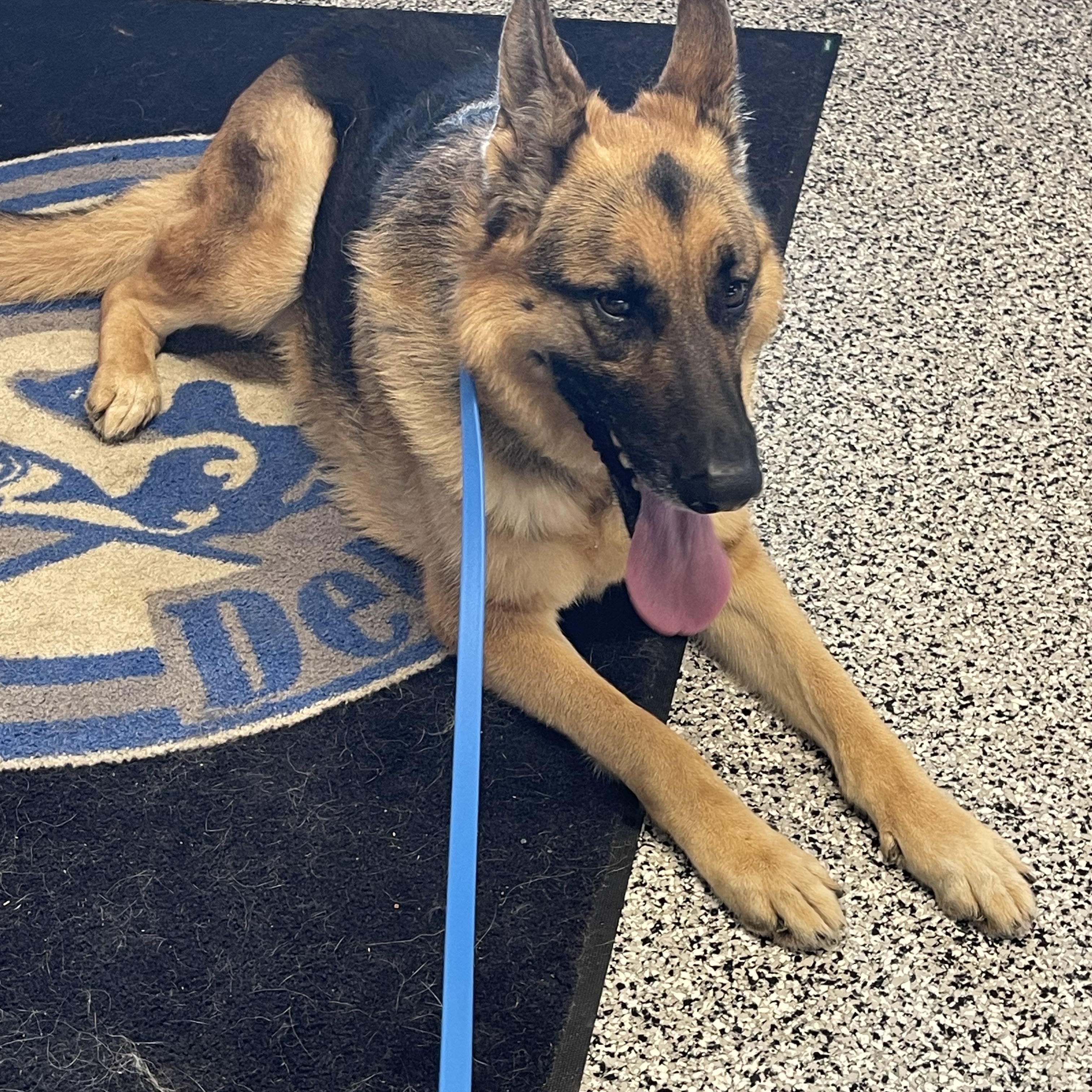 River, a Adopted German Shepherd Dog in POCOMOKE CITY, MD image 3/3