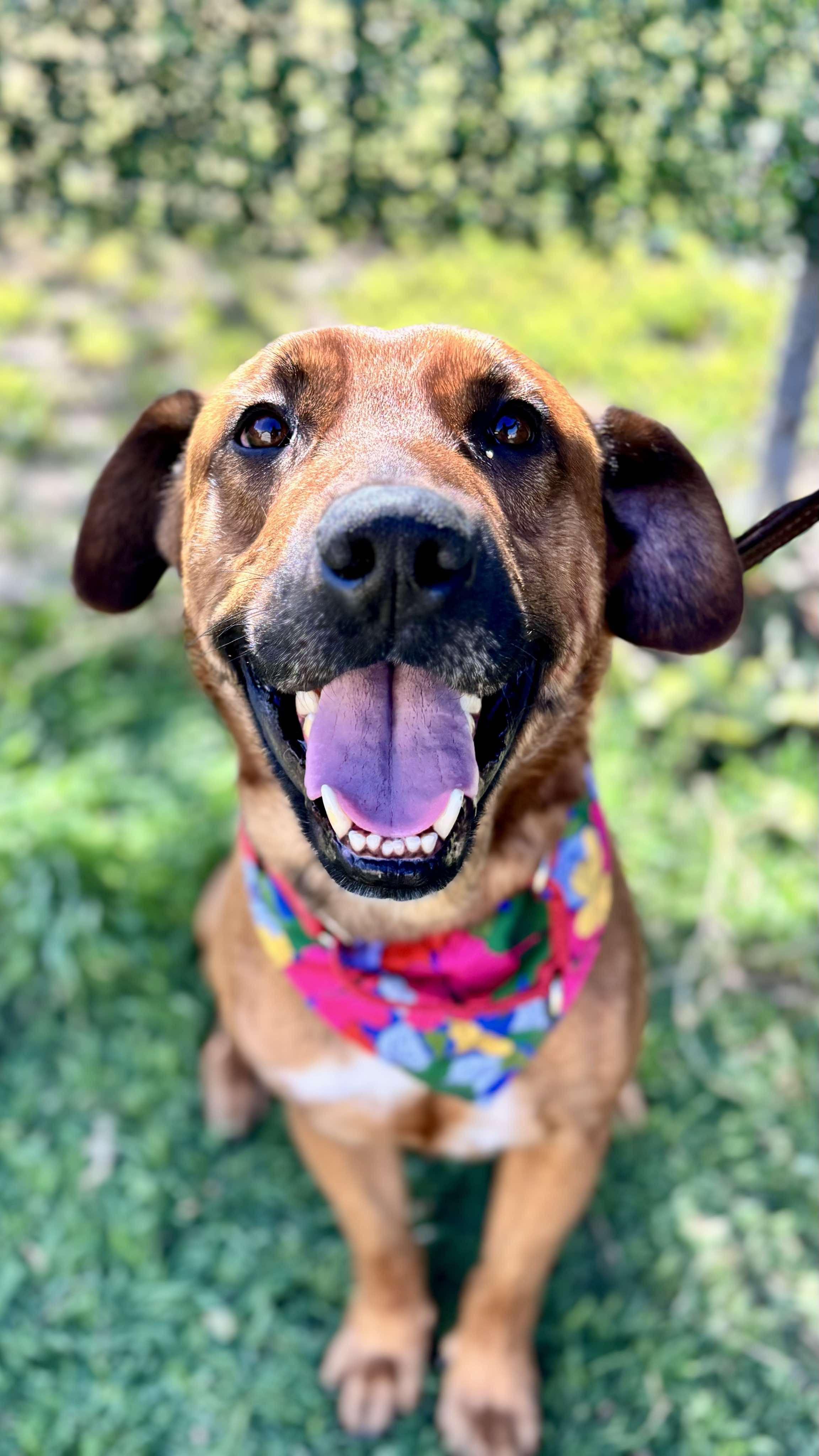 Josh needs a foster or forever home