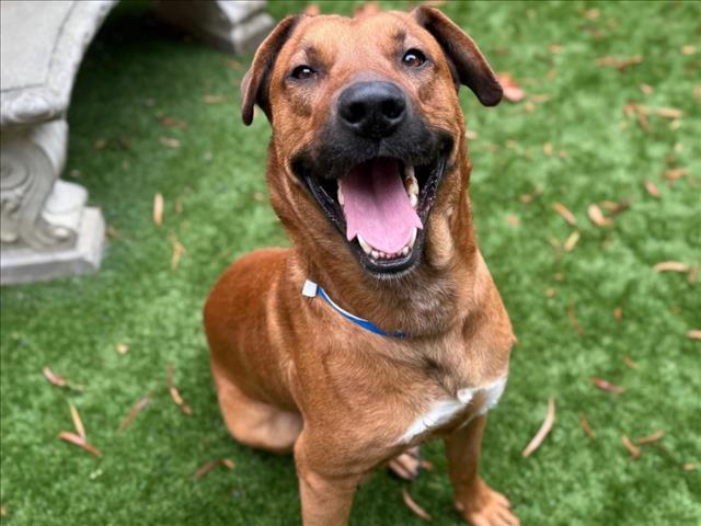 Josh needs a foster or forever home