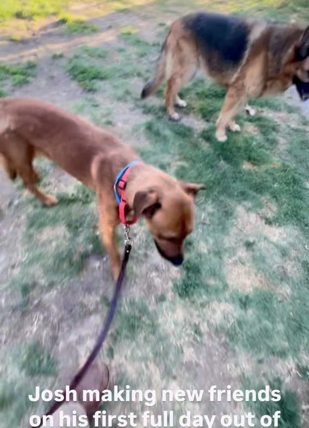 Josh needs a foster or forever home