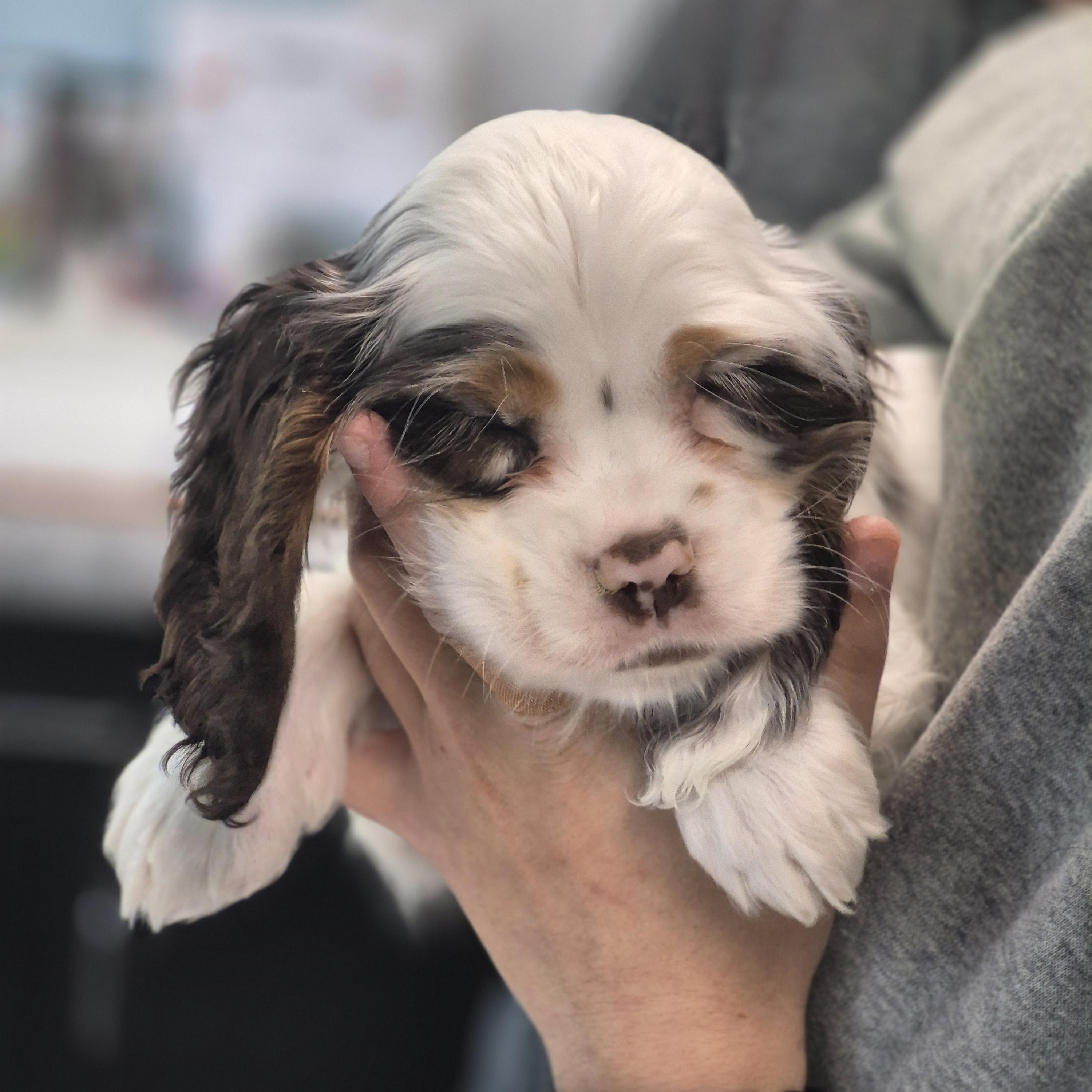 Enlarge Persephone, a Adoptable Cocker Spaniel in metairie, LA image 4/6
