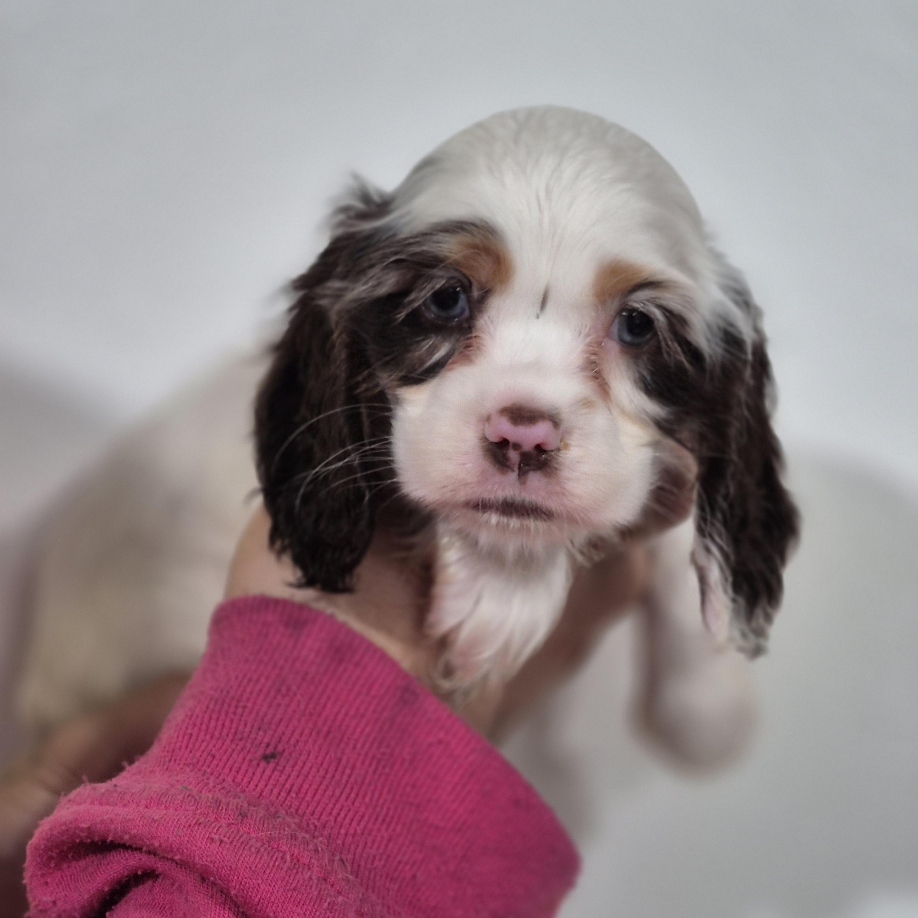 Enlarge Persephone, a Adoptable Cocker Spaniel in metairie, LA image 2/6