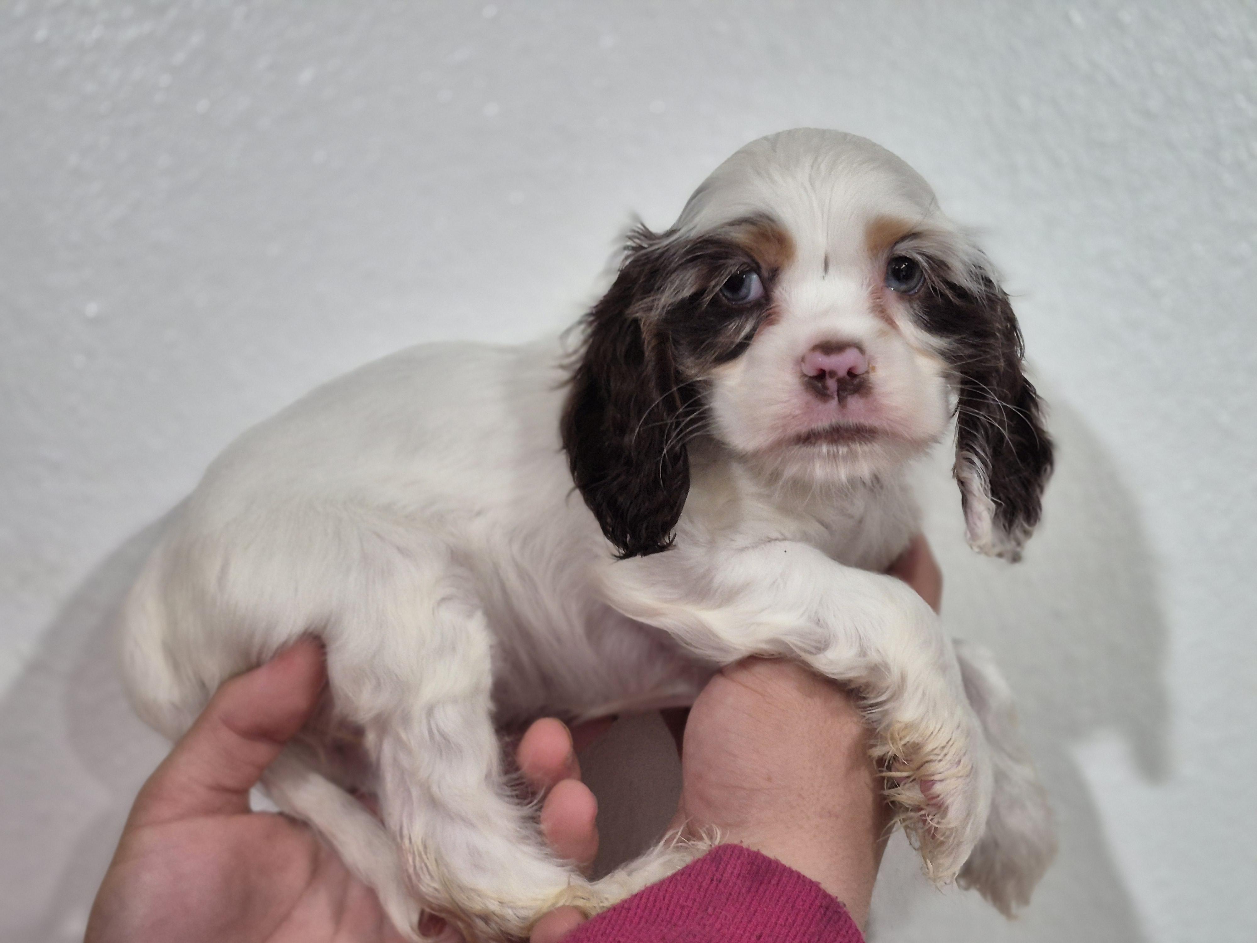 Persephone, Adoptable, Puppy Female Cocker Spaniel.