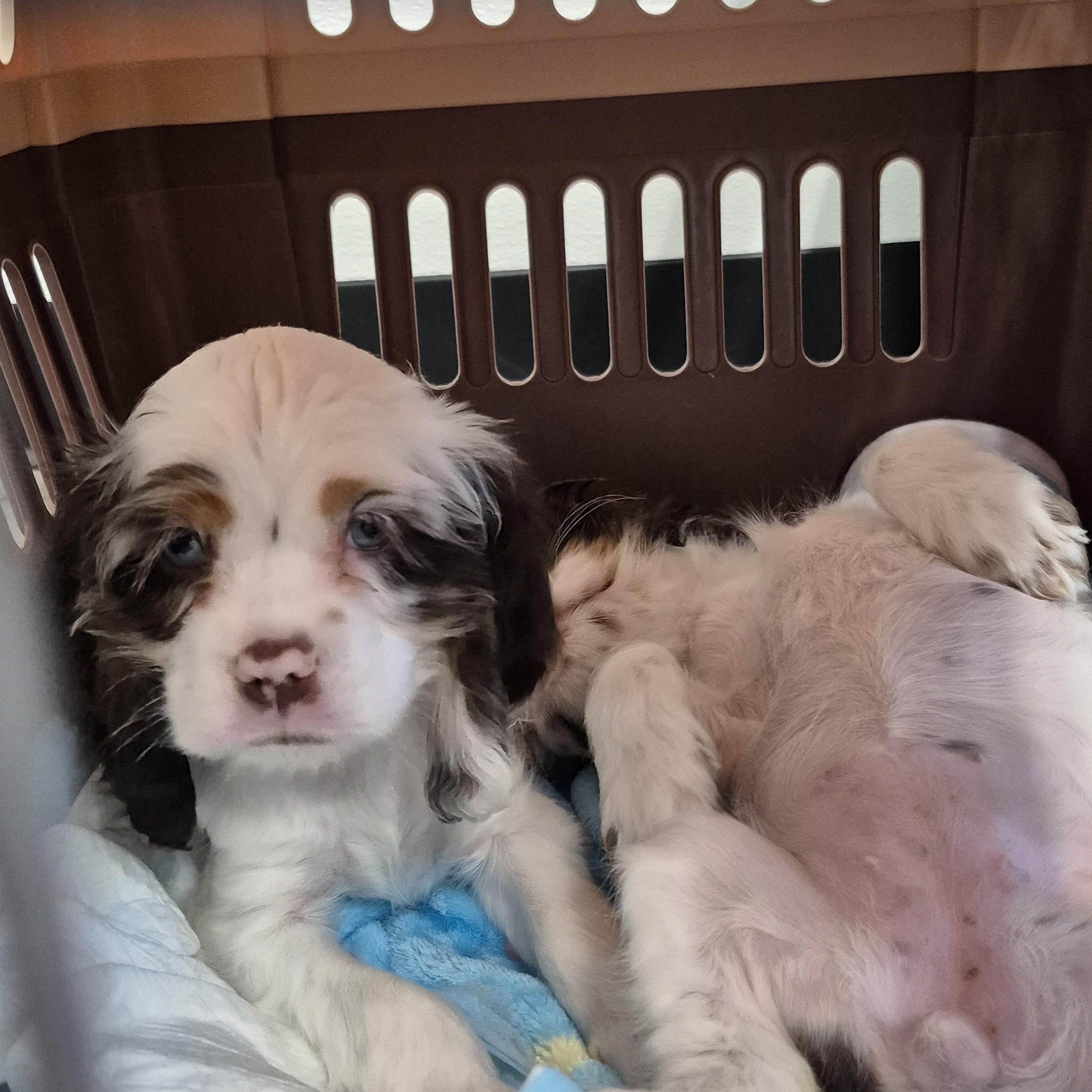Enlarge Persephone, a Adoptable Cocker Spaniel in metairie, LA image 3/6